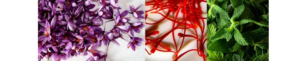 Les BIO