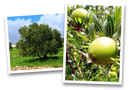 Argan cosmetique bio